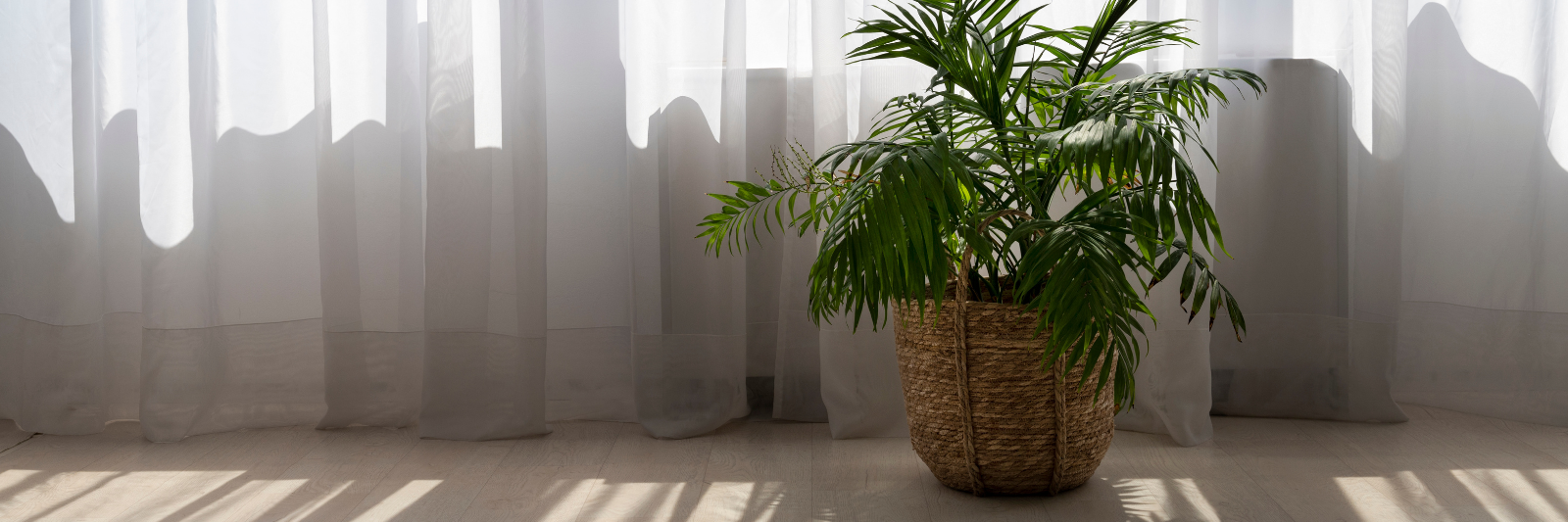 Grüne Zimmerpflanze in einem geflochtenen Korb steht vor einem hellen Fenster mit weißen Vorhängen.