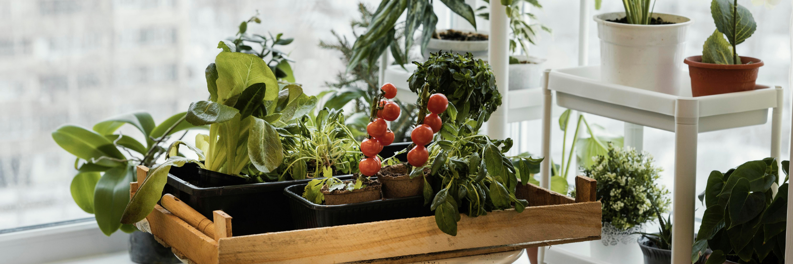 Verschiedene Zimmerpflanzen und kleine Gemüsepflanzen, darunter Tomaten, stehen in Töpfen und einem Holztablett auf einem Tisch und Regalen vor einem hellen Fenster.
