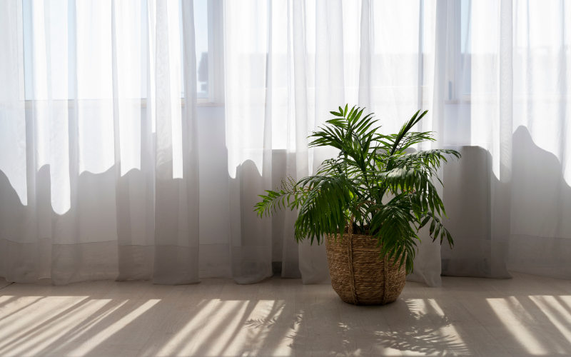 Grüne Zimmerpflanze in einem geflochtenen Korb steht vor einem hellen Fenster mit weißen Vorhängen.