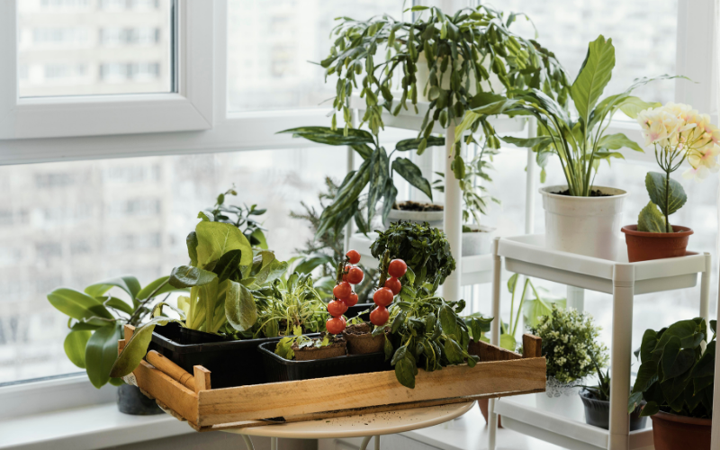 Verschiedene Zimmerpflanzen und kleine Gemüsepflanzen, darunter Tomaten, stehen in Töpfen und einem Holztablett auf einem Tisch und Regalen vor einem hellen Fenster.