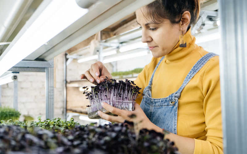 Eine Person in gelbem Rollkragenpullover und Jeans-Latzhose überprüft ein Tablett mit lila Microgreens in einer Indoor-Anlage mit Pflanzenregalen und künstlicher Beleuchtung.