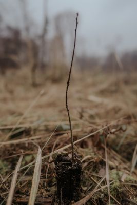 Ein Setzling im Tele2 Wald
