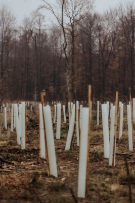 Gepflanzte Bäume im Tele2 Wald